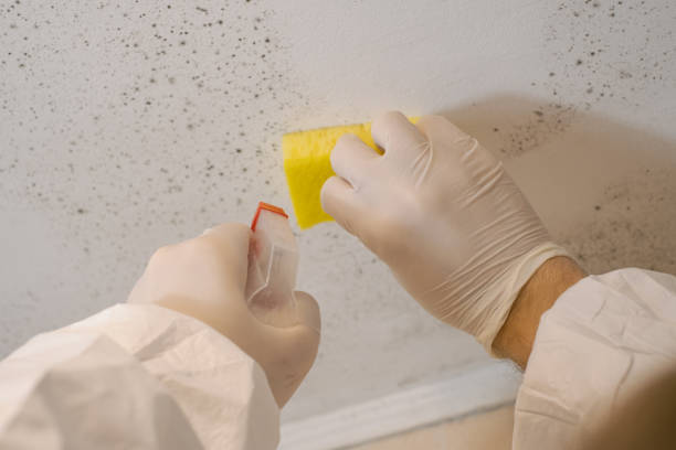 Best Airborne Mold Testing  in Liolnton, NC